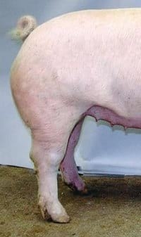 Guías de Conformación y Fortaleza Estructural para Hembras Primerizas de Reemplazo - Image 13