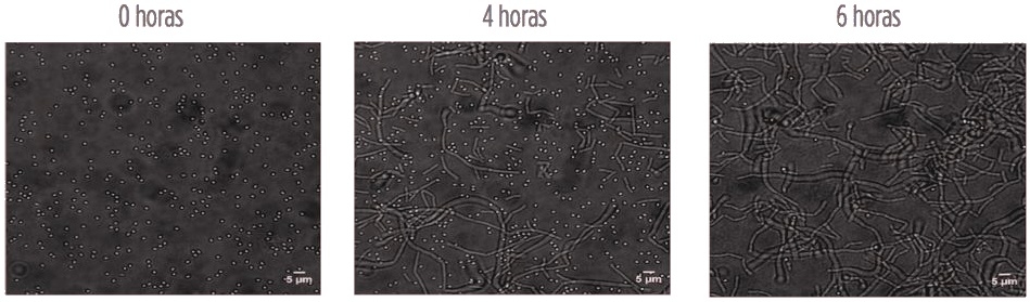 La germinación y la actividad de Alterion® son ahora visibles dentro de las aves - Image 2