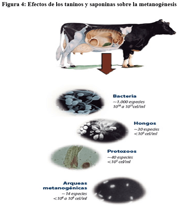 Saponinas: Una sustancia química muy poco valorada - Image 4