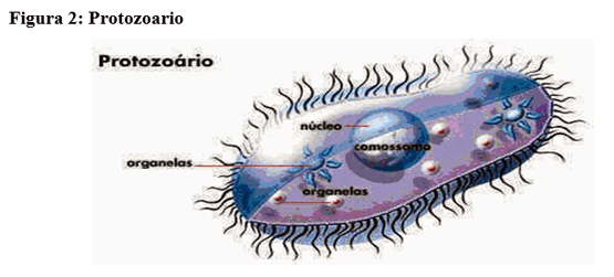 Saponinas: Una sustancia química muy poco valorada - Image 2