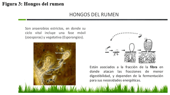 Saponinas: Una sustancia química muy poco valorada - Image 3