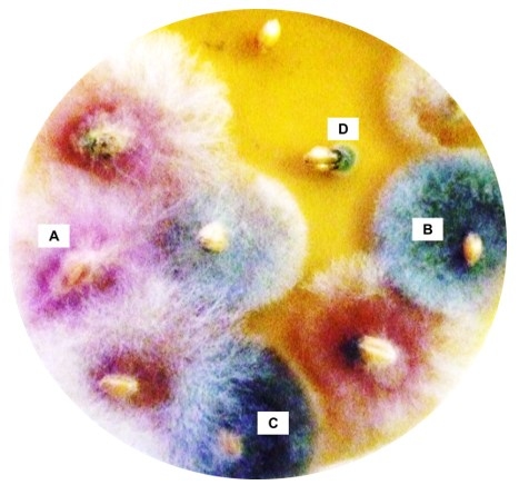 Sanidad en semillas de trigo (Triticum aestivum L.) - Image 1