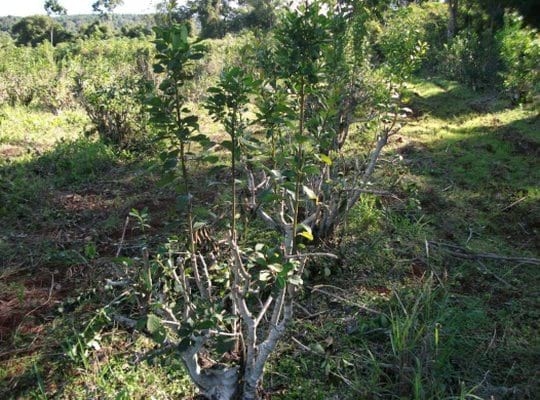 Producción de Yerba Mate (Ilex paraguariensis) con técnicas sustentables de manejo de suelos y plagas - Image 3