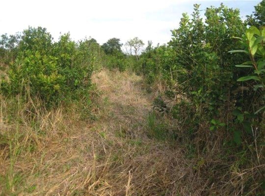 Producción de Yerba Mate (Ilex paraguariensis) con técnicas sustentables de manejo de suelos y plagas - Image 1