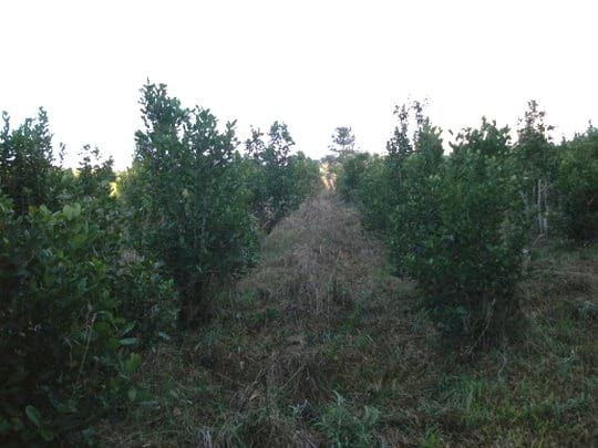 Producción de Yerba Mate (Ilex paraguariensis) con técnicas sustentables de manejo de suelos y plagas - Image 6