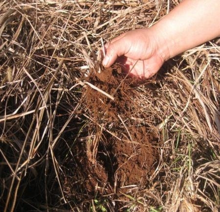 Producción de Yerba Mate (Ilex paraguariensis) con técnicas sustentables de manejo de suelos y plagas - Image 4