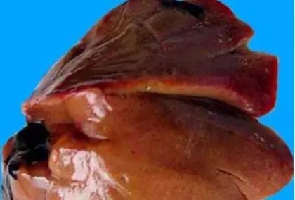 Características fisiológicas del hígado de aves de corral - Image 1