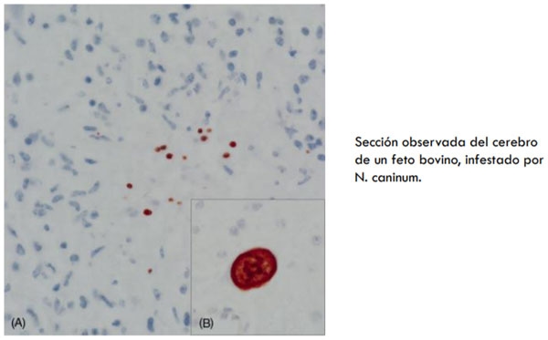Neospora Caninum: Revisión - Image 7
