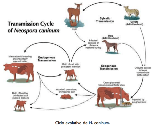 Neospora Caninum: Revisión - Image 5