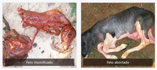 Neospora Caninum: Revisión - Image 6