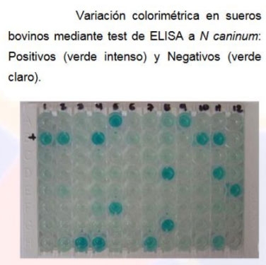 Neospora Caninum: Revisión - Image 9
