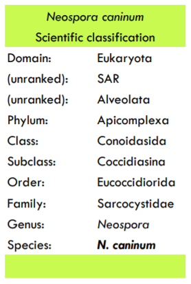 Neospora Caninum: Revisión - Image 3