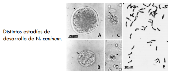 Neospora Caninum: Revisión - Image 2