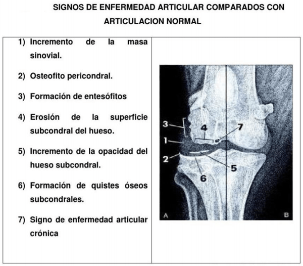 Osteoartritis en gatos, desde el punto de vista nutricional - Image 5