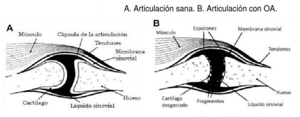 Osteoartritis en gatos, desde el punto de vista nutricional - Image 1
