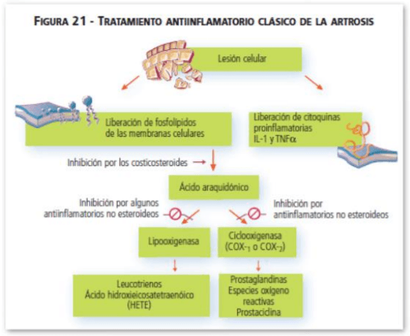 Osteoartritis en gatos, desde el punto de vista nutricional - Image 3