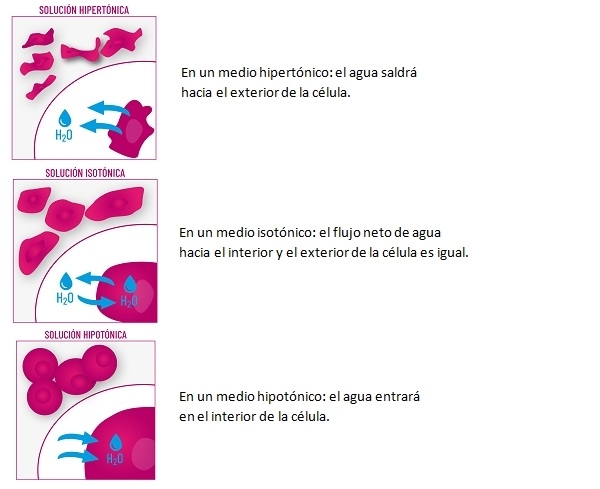 ¿Por qué Hipertónico y no Hipotónico? - Image 3