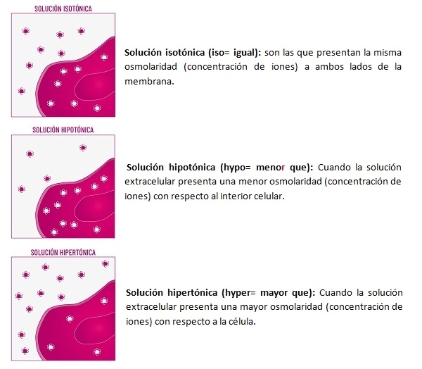¿Por qué Hipertónico y no Hipotónico? - Image 1