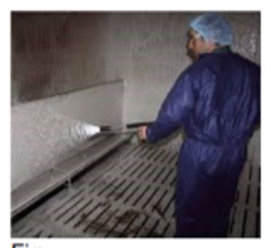 GMP – Implementacion en granjas de cerdo - Image 4