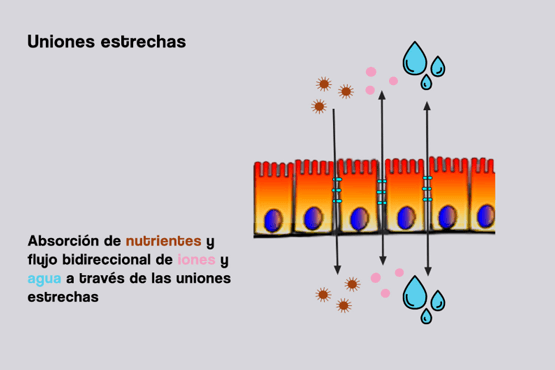 La función barrera intestinal en los animales de producción - Image 5