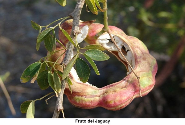 Bondades nutricionales del árbol Jaguay (Pithecellobium dulce), nativo del trópico seco guatemalteco - Image 2