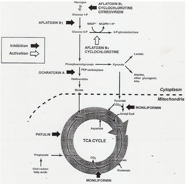 Inoculación en ensilajes y su importancia para una correcta conservación evitando el desarrollo de micotoxinas. - Image 1