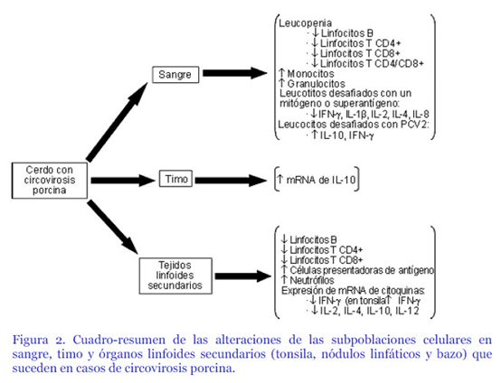 Circovirosis porcina, una de las patologías que causa más problemas sanitarios - Image 8