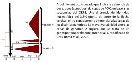 Circovirosis porcina, una de las patologías que causa más problemas sanitarios - Image 1