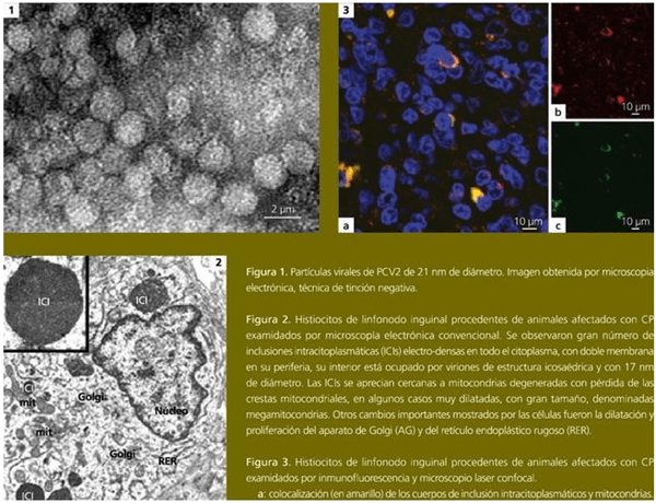 Circovirosis porcina, una de las patologías que causa más problemas sanitarios - Image 6