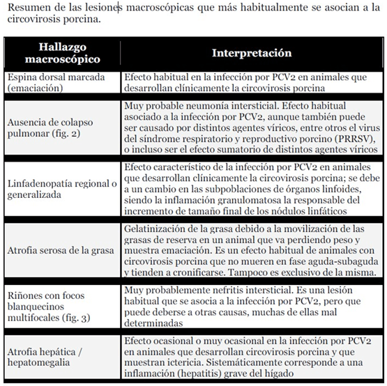 Circovirosis porcina, una de las patologías que causa más problemas sanitarios - Image 7