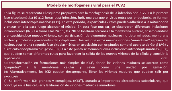 Circovirosis porcina, una de las patologías que causa más problemas sanitarios - Image 4