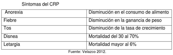 Complejo Respiratorio Porcino - Image 7