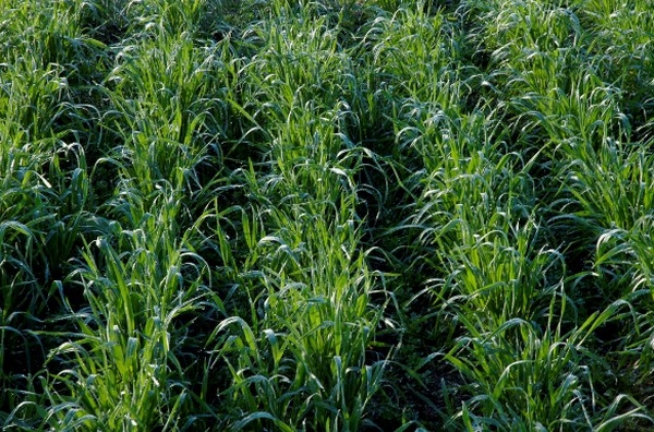 Alerta pasturas con altos contenidos de nitratos - Image 1