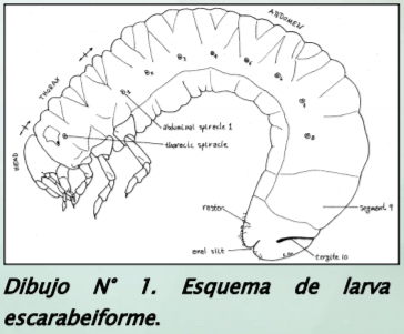 Manejo y monitoreo de gusanos blancos. Estrategias de control para cultivos de invierno - Image 4