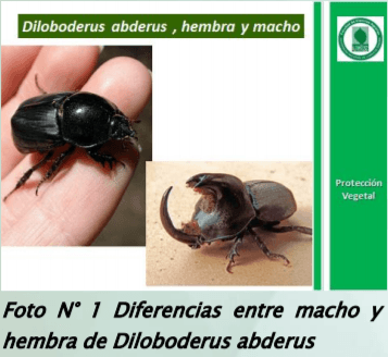 Manejo y monitoreo de gusanos blancos. Estrategias de control para cultivos de invierno - Image 1