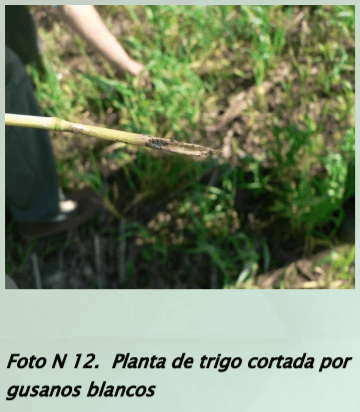 Manejo y monitoreo de gusanos blancos. Estrategias de control para cultivos de invierno - Image 14
