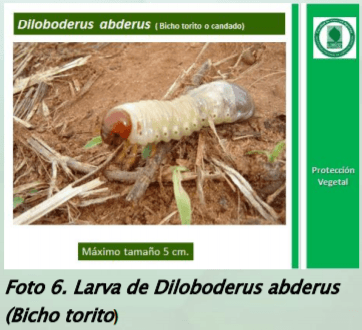 Manejo y monitoreo de gusanos blancos. Estrategias de control para cultivos de invierno - Image 8