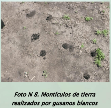 Manejo y monitoreo de gusanos blancos. Estrategias de control para cultivos de invierno - Image 10