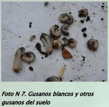 Manejo y monitoreo de gusanos blancos. Estrategias de control para cultivos de invierno - Image 9
