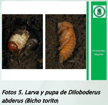 Manejo y monitoreo de gusanos blancos. Estrategias de control para cultivos de invierno - Image 7