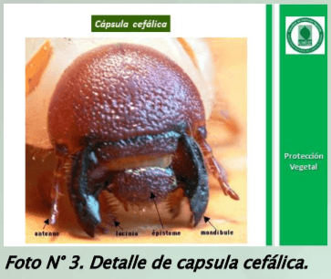 Manejo y monitoreo de gusanos blancos. Estrategias de control para cultivos de invierno - Image 5