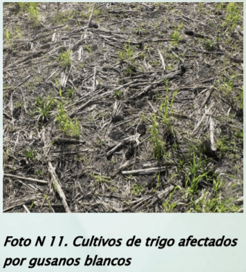 Manejo y monitoreo de gusanos blancos. Estrategias de control para cultivos de invierno - Image 13