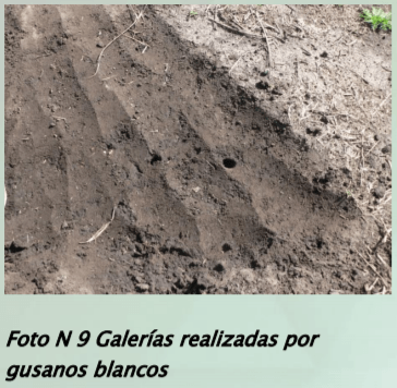 Manejo y monitoreo de gusanos blancos. Estrategias de control para cultivos de invierno - Image 11