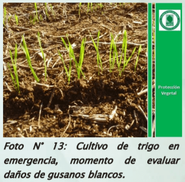 Manejo y monitoreo de gusanos blancos. Estrategias de control para cultivos de invierno - Image 15