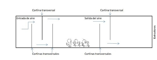 Manejo integral de pollitos en invierno - Image 4