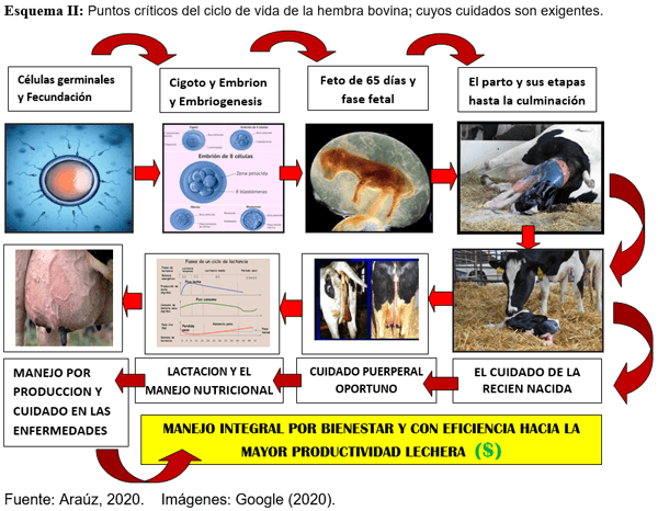 Importancia del inventario y agrupamiento animal para el manejo integral y eficiente de la finca lechera con énfasis en el trópico - Image 4