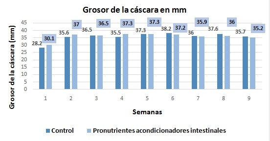 Salud intestinal en gallinas ponedoras - Image 5