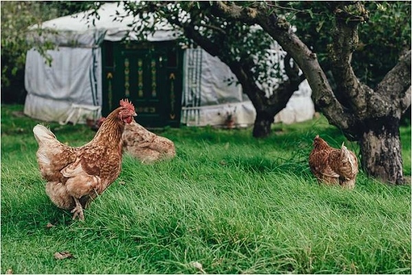 Salud intestinal en gallinas ponedoras - Image 1
