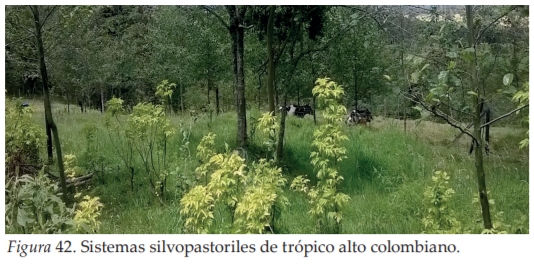 La Agroforestería como Escenario de Reconciliación, Sostenibilidad y Producción territorial - Image 17