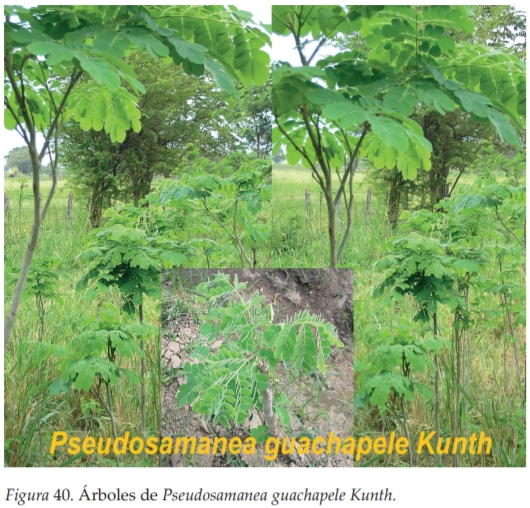 La Agroforestería como Escenario de Reconciliación, Sostenibilidad y Producción territorial - Image 15